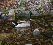 WestWood Ducks2013 006